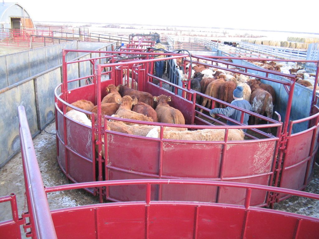 Crowding Tubs Efficient Livestock Handling Systems