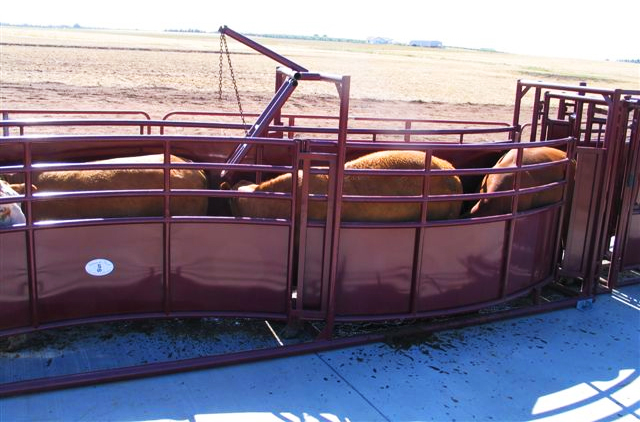 Adjustable Cattle Alley’s – Efficient Livestock Handling Systems